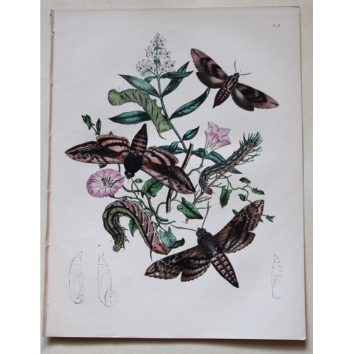 8358 - HN Humphreys - 2 lithographs of Hawk-moths 1857.

These original hand-coloured lithographs are from ... 