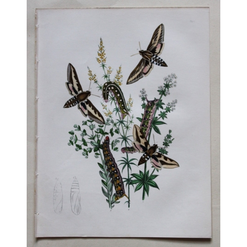 8359 - HN Humphreys - 3 lithographs of Hawk-moths 1857.

These original hand-coloured lithographs are from ... 