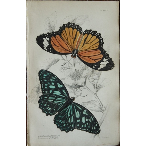 8361 - Sir W Jardine - 2 prints of Foreign Butterflies 1837.

These beautiful hand-coloured engravings of b... 