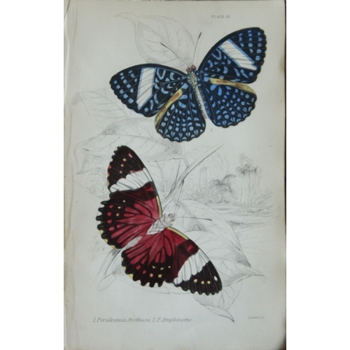 8362 - Sir W Jardine - 2 prints of Foreign Butterflies 1837.

These beautiful hand-coloured engravings of b... 