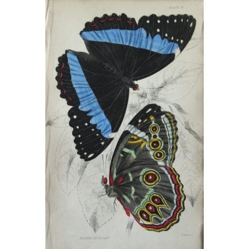 8363 - Sir W Jardine - 2 prints of Foreign Butterflies 1837.

These beautiful hand-coloured engravings of b... 