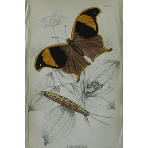 8364 - Sir W Jardine - 2 prints of Foreign Butterflies 1837.

These beautiful hand-coloured engravings of b... 