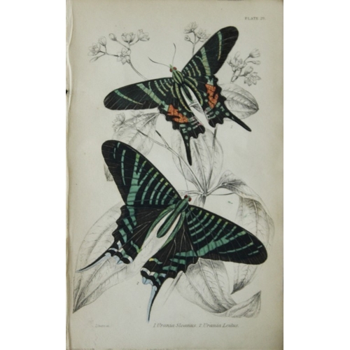 8365 - Sir W Jardine - 2 prints of Foreign Butterflies 1837.

These beautiful hand-coloured engravings of b... 