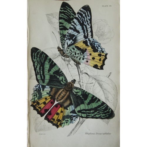 8365 - Sir W Jardine - 2 prints of Foreign Butterflies 1837.

These beautiful hand-coloured engravings of b... 