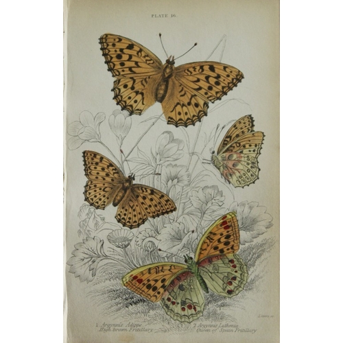 8367 - Sir W Jardine - 3 prints of British Butterflies 1835.

These engravings of British butterflies are f... 