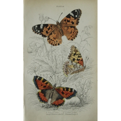 8368 - Sir W Jardine - 3 prints of British Butterflies 1835.

These engravings of British butterflies are f... 