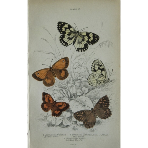 8369 - Sir W Jardine - 3 prints of British Butterflies 1835.

These engravings of British butterflies are f... 