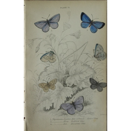 8369 - Sir W Jardine - 3 prints of British Butterflies 1835.

These engravings of British butterflies are f... 