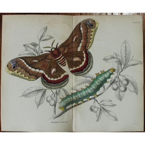 8370 - Sir W Jardine - 3 prints of Exotic Moths 1835.

These engravings of exotic moths are from Sir Willia... 