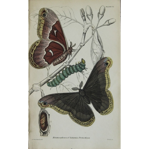 8370 - Sir W Jardine - 3 prints of Exotic Moths 1835.

These engravings of exotic moths are from Sir Willia... 