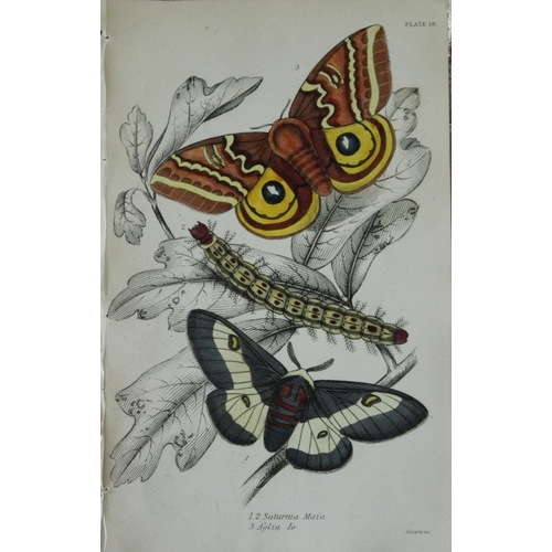 8371 - Sir W Jardine - 3 prints of Exotic Moths 1835.

These engravings of exotic moths are from Sir Willia... 