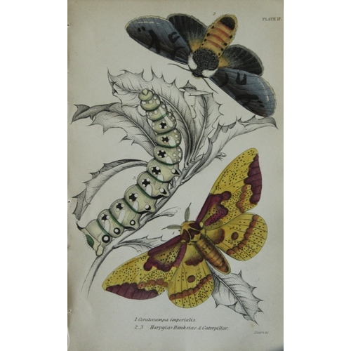 8371 - Sir W Jardine - 3 prints of Exotic Moths 1835.

These engravings of exotic moths are from Sir Willia... 