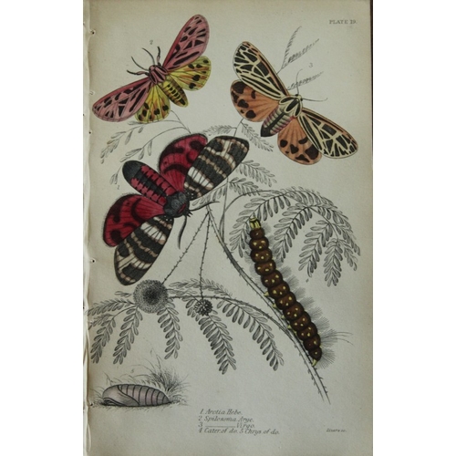 8372 - Sir W Jardine - 3 prints of Exotic Moths 1835.

These engravings of exotic moths are from Sir Willia... 