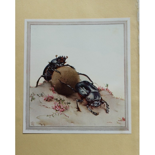 8374 - EJ Detmold - 2 prints of Sacred Beetle and Cicada 1935.

These plates are from Fabre's Book of Insec... 