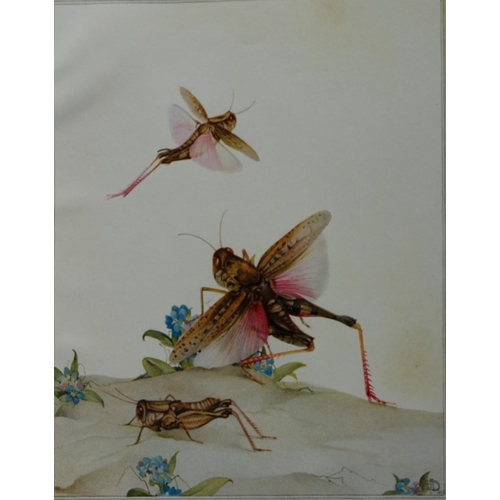 8374 - EJ Detmold - 2 prints of Sacred Beetle and Cicada 1935.

These plates are from Fabre's Book of Insec... 