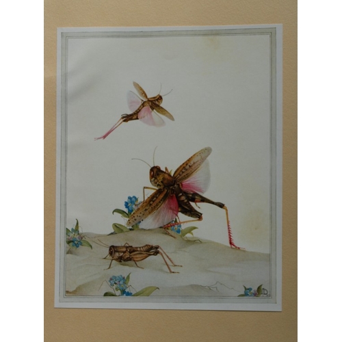 8374 - EJ Detmold - 2 prints of Sacred Beetle and Cicada 1935.

These plates are from Fabre's Book of Insec... 