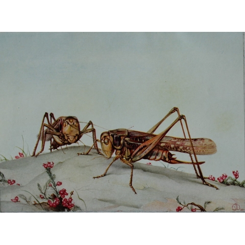 8376 - EJ Detmold - 2 prints of Wasps and White-faced Decticus 1935.

These plates are from Fabre's Book of... 