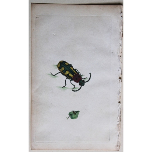 8380 - Edward Donovan - 2 copperplate engravings of Beetles 1792.

These copperplate engravings of 1. Silph... 