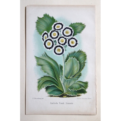 8381 - P Stroobant - 2 prints of Auriculas 1880.

These chromolithographs of Auricula Horner's Heroine and ... 