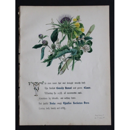 8384 - Jane E Giraud - 4 prints from Flowers of Shakespeare 1845.

These original hand-coloured floral prin... 