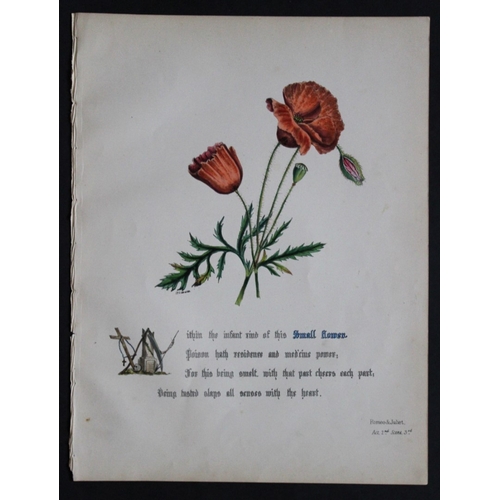 8385 - Jane E Giraud - 4 prints from Flowers of Shakespeare 1845.

These original hand-coloured floral prin... 