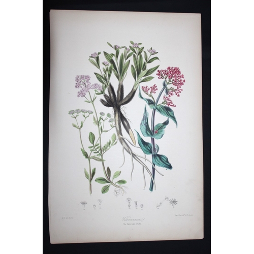 8390 - Elizabeth Twining - The Valerian Tribe 1849.

This rare hand-coloured lithograph of the Valerianacea... 