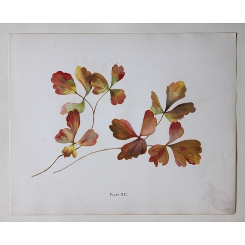 8403 - Elizabeth Yeats - 3 botanical prints 1898.

These chromolithographic prints are by Elizabeth Corbet ... 