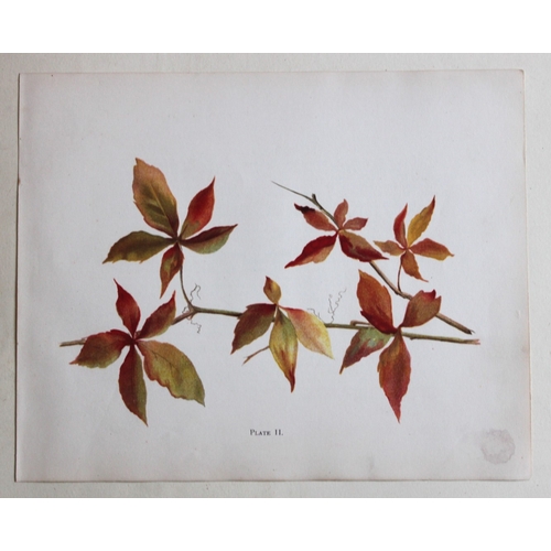 8403 - Elizabeth Yeats - 3 botanical prints 1898.

These chromolithographic prints are by Elizabeth Corbet ... 