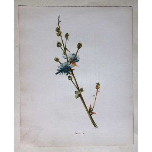 8404 - Elizabeth Yeats - 3 nature prints 1898.

These chromolithographic prints are by Elizabeth Corbet Yea... 