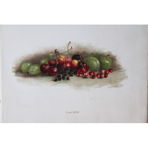 8404 - Elizabeth Yeats - 3 nature prints 1898.

These chromolithographic prints are by Elizabeth Corbet Yea... 