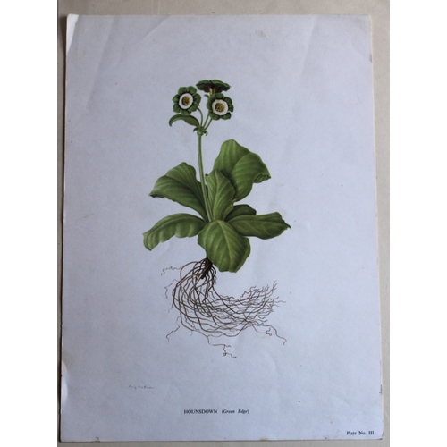 8405 - Rory McEwen - Hounsdown Auricula 1964.

This print is from The Auricula: Its History and Character b... 