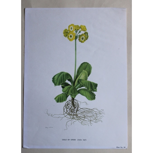 8406 - Rory McEwen - Gold of Ophir, Auricula 1964.

This print is from The Auricula: Its History and Charac... 