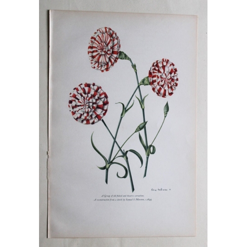 8408 - Lemaire & van Houtte - 3 prints from Flore des Serres 1867.

These chromolithographs are from Flore ... 