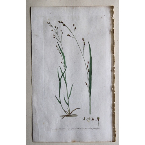 8424 - Frederick P Nodder - 4 engravings from Flora Rustica 1792.

These hand-coloured engravings by Freder... 