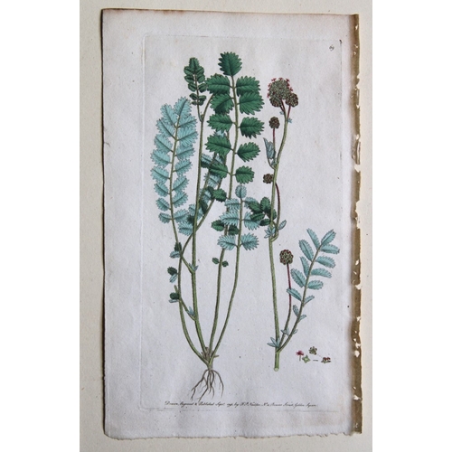 8426 - Frederick P Nodder - 4 engravings from Flora Rustica 1792.

These hand-coloured engravings by Freder... 