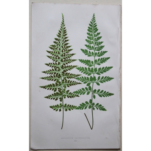 8427 - Edward Lowe - 4 hand-coloured fern engravings 1869.

These hand-finished colour wood-cut engravings ... 