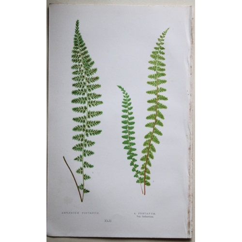 8427 - Edward Lowe - 4 hand-coloured fern engravings 1869.

These hand-finished colour wood-cut engravings ... 