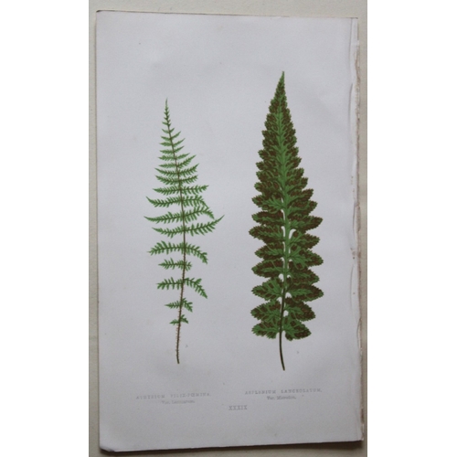 8427 - Edward Lowe - 4 hand-coloured fern engravings 1869.

These hand-finished colour wood-cut engravings ... 