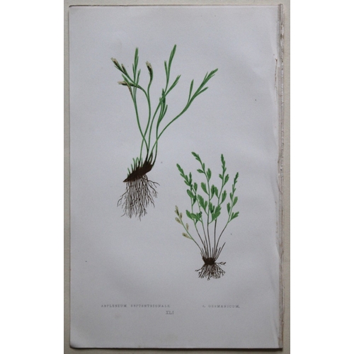 8427 - Edward Lowe - 4 hand-coloured fern engravings 1869.

These hand-finished colour wood-cut engravings ... 