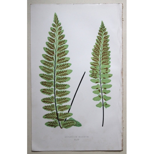 8428 - Edward Lowe - 4 hand-coloured fern engravings 1869.

These hand-finished colour wood-cut engravings ... 