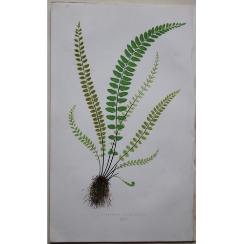 8428 - Edward Lowe - 4 hand-coloured fern engravings 1869.

These hand-finished colour wood-cut engravings ... 