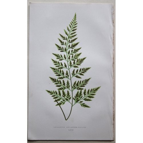 8428 - Edward Lowe - 4 hand-coloured fern engravings 1869.

These hand-finished colour wood-cut engravings ... 