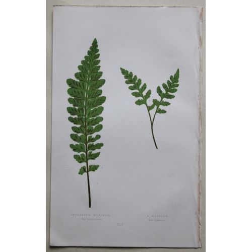 8428 - Edward Lowe - 4 hand-coloured fern engravings 1869.

These hand-finished colour wood-cut engravings ... 