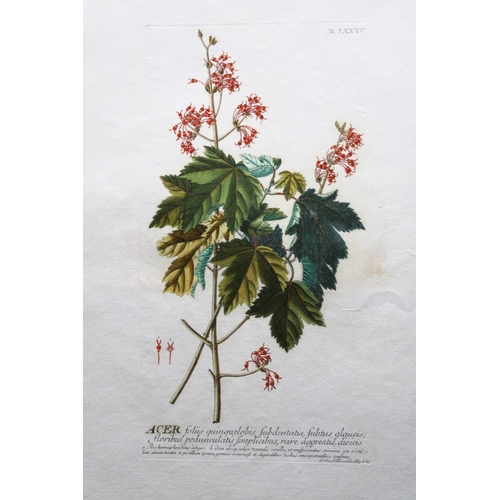 8430 - Ehret & Trew - Acer from Plantae Selectae 1750.

This beautiful print of the Acer or Maple was drawn... 