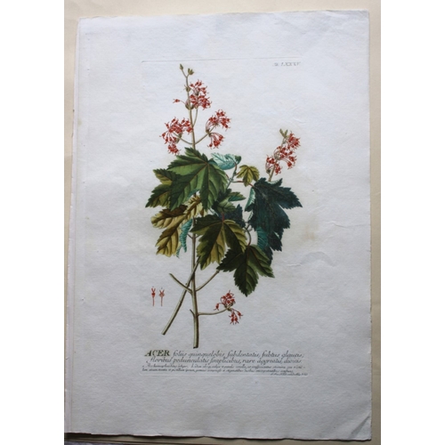 8430 - Ehret & Trew - Acer from Plantae Selectae 1750.

This beautiful print of the Acer or Maple was drawn... 