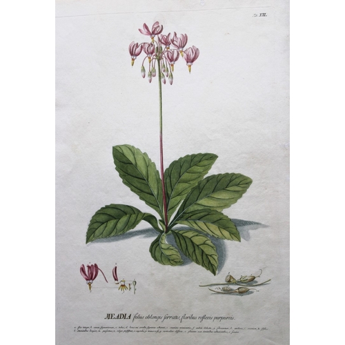 8431 - Ehret & Trew - Meadia from Plantae Selectae 1750.

This beautiful print of the Meadia was drawn by G... 