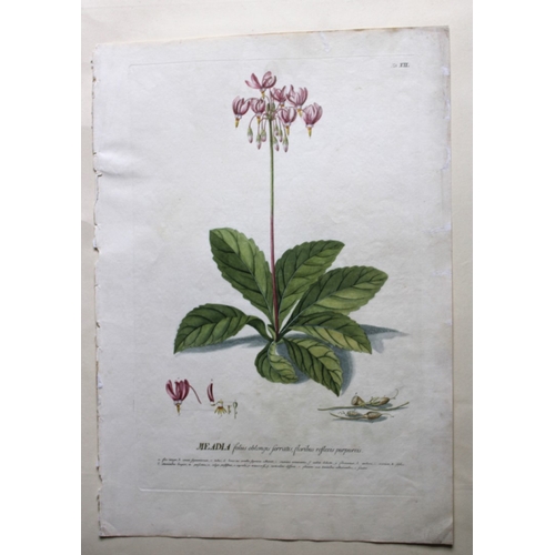 8431 - Ehret & Trew - Meadia from Plantae Selectae 1750.

This beautiful print of the Meadia was drawn by G... 