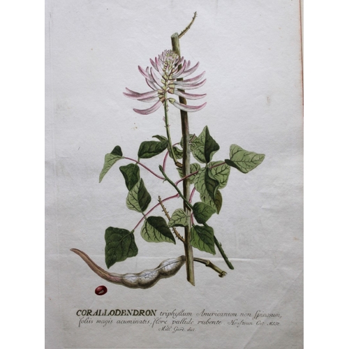 8432 - Ehret & Trew - Corallodendron from Plantae Selectae 1750.

This beautiful print of the Corallodendro... 