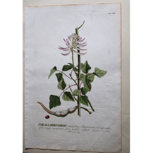 8432 - Ehret & Trew - Corallodendron from Plantae Selectae 1750.

This beautiful print of the Corallodendro... 