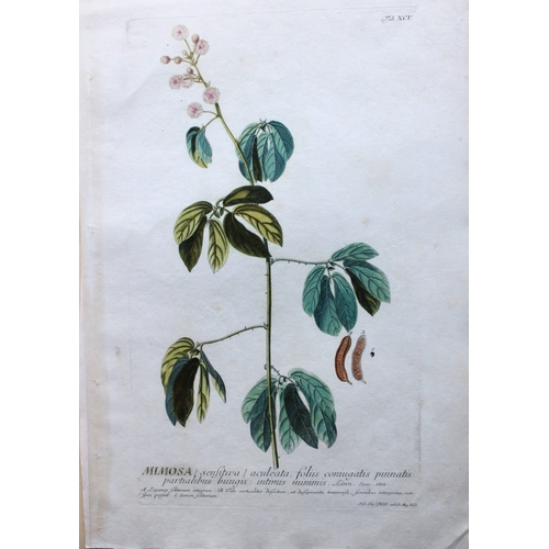 8433 - Ehret & Trew - Mimosa from Plantae Selectae 1750.

This beautiful print of the Mimosa was drawn by G... 